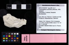 NHMW-GEO-2007z0149-0300_Ol_02.tifCracensigillatus acutirostrus (Moericke, 1889)  (NHMW-GEO-2007z0149-0300)